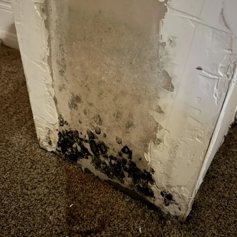 Professional Mold Removal in Mount Gilead, NC